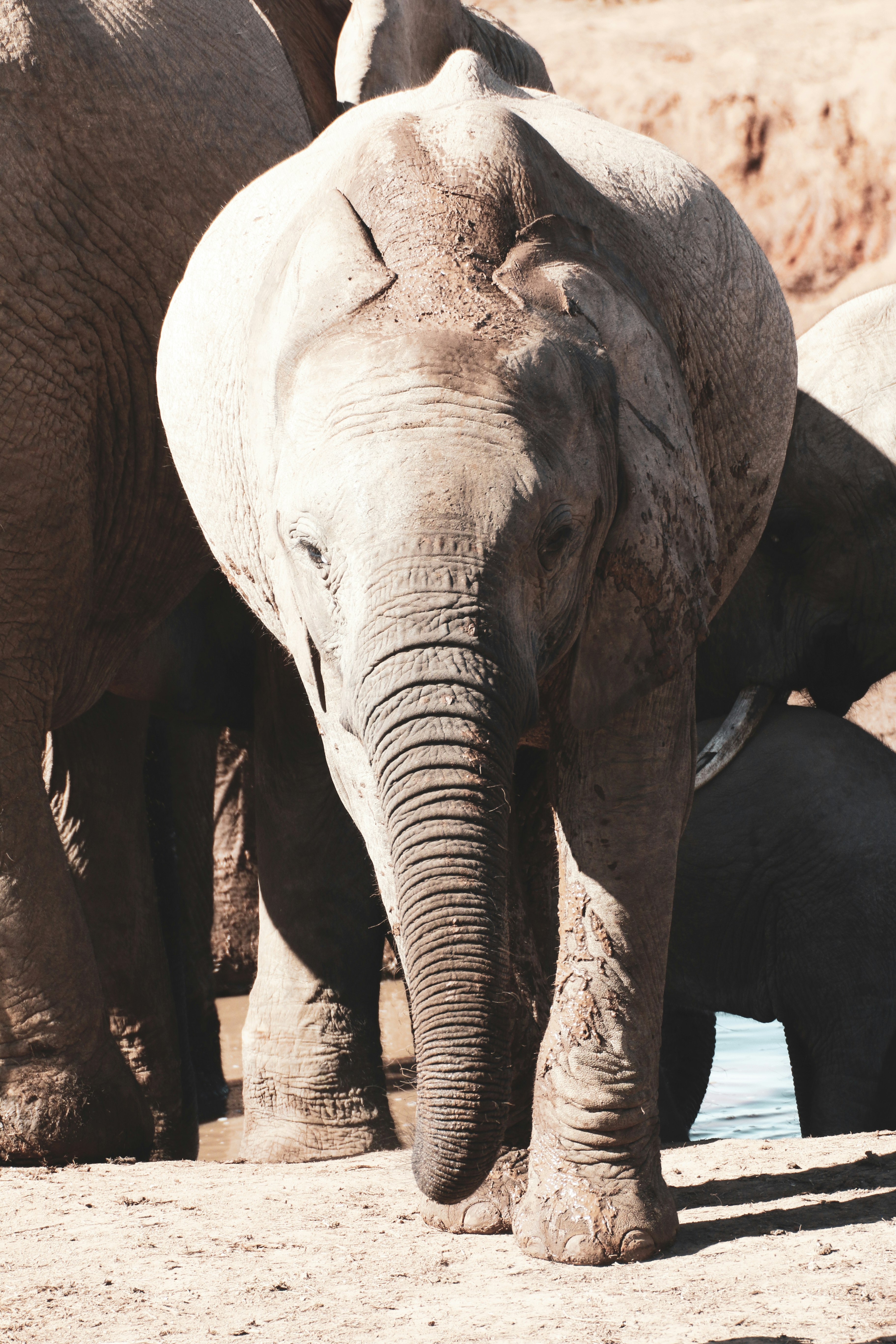 grey elephant walking on brown dirt during daytime